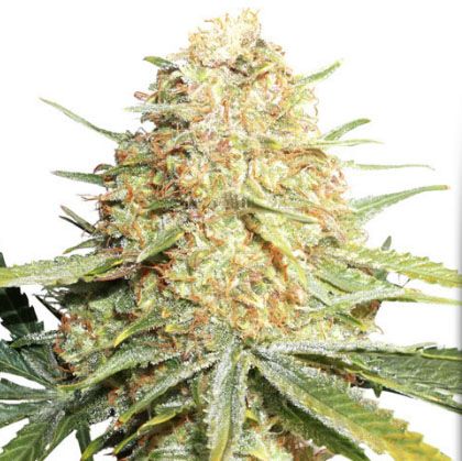 Semillas feminizadas Lemon Zkittle