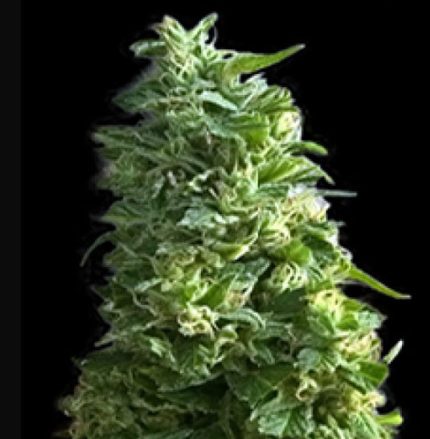 Semillas Feminazadas Lime Skunk