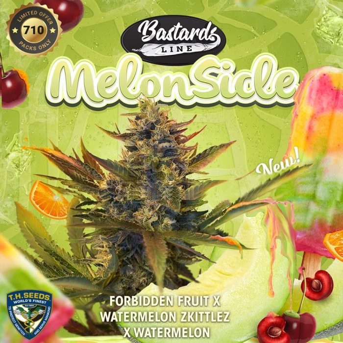 MELONSICLE TH Seeds