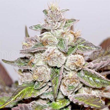 Semillas Mendocino Purple Kush Feminizadas