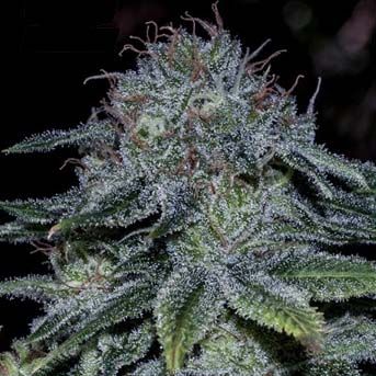 Semillas Feminizadas Mystic Cookie