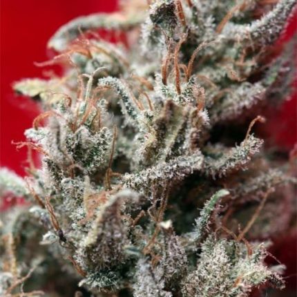 O'Haze Red de Reggae Seeds