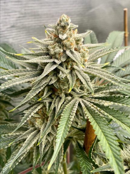 OS GLUE Old School Genetics