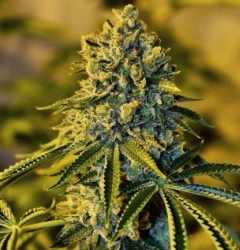 OSG CHEESE Old School Genetics