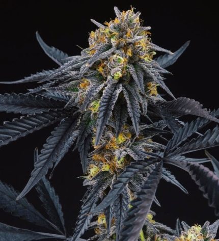 PEACH SHERBERT OG Perfect Tree Seeds