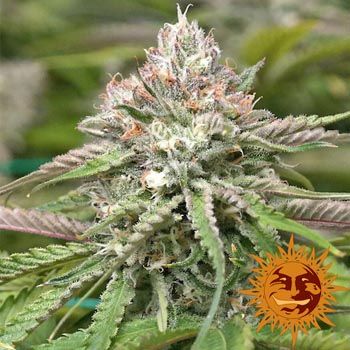 Peyote Critical de Barney's Farm