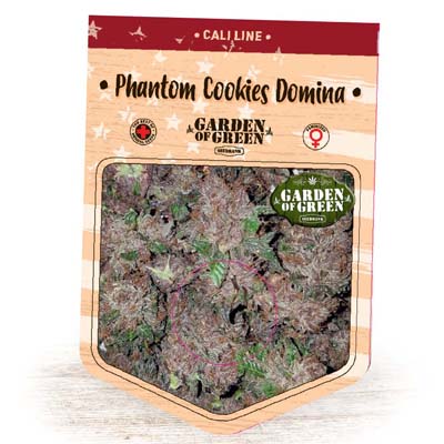 Graines féminisées Phantom Cookies Domina