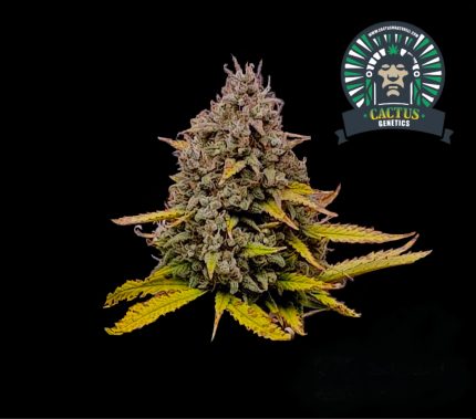 QUEEN GORILLA  Cactus Genetics