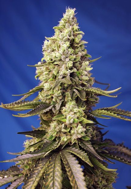 RUNTZ XL AUTO Sweet Seeds