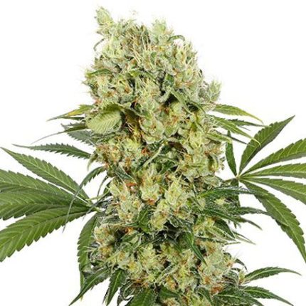 Semillas medicinales Medikit Buddha Seeds