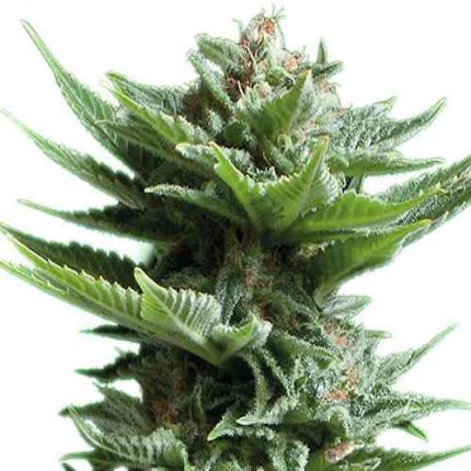 Shining Silver Haze Feminizadas