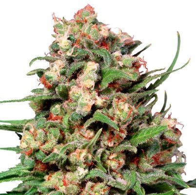 Semillas Regulares Skunk