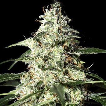 Skunk Autoflorecientes Greenhouse