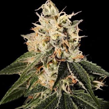 Sour Juice Regular Seeds