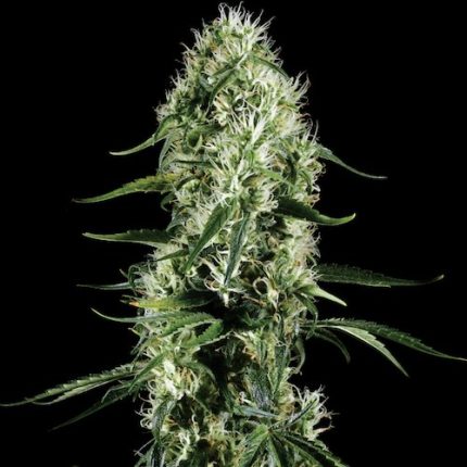 Super Silver Haze Feminizadas