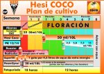 Plan de Cultivo Hesi Coco