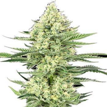 Semillas Feminizadas White Gorilla Haze