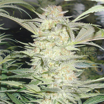 Semillas White Widow Feminizadas