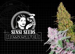 Sensi Seeds Research_NEW