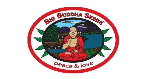 big-buddha-seeds